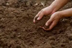 Pessoa segurando terra com as duas mãos